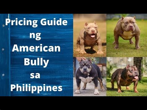 A Pricing Guide to American Bully in the Philippines .